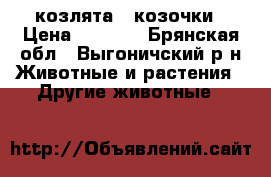 козлята - козочки › Цена ­ 1 000 - Брянская обл., Выгоничский р-н Животные и растения » Другие животные   